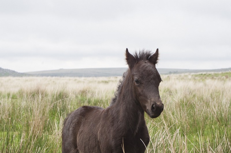 Dartmoor Pony