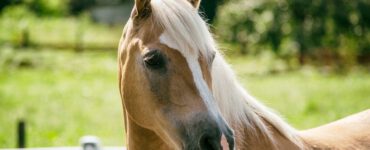 Haflinger