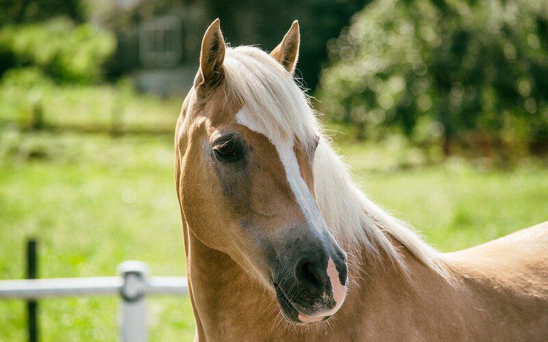 Haflinger