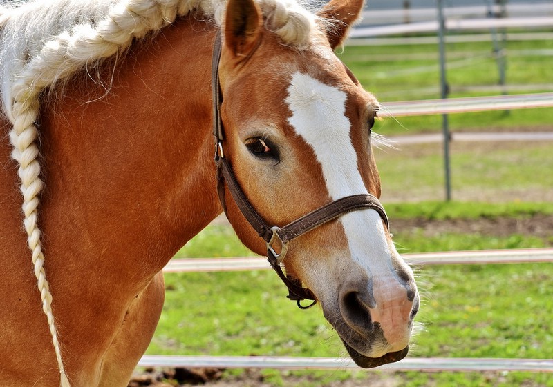 Haflinger