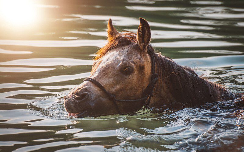 Kan een paard zwemmen