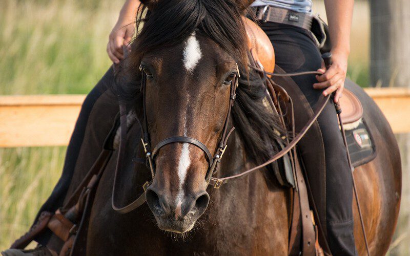 Kun je een paard zelf zadelmak maken of inrijden