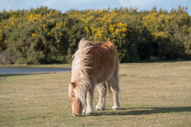 New Forest