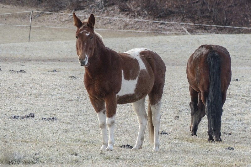 Quarter Horse