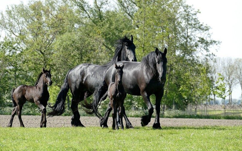 fries paard karakter