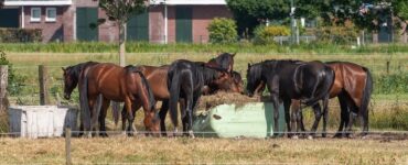 slowfeeder voor paarden