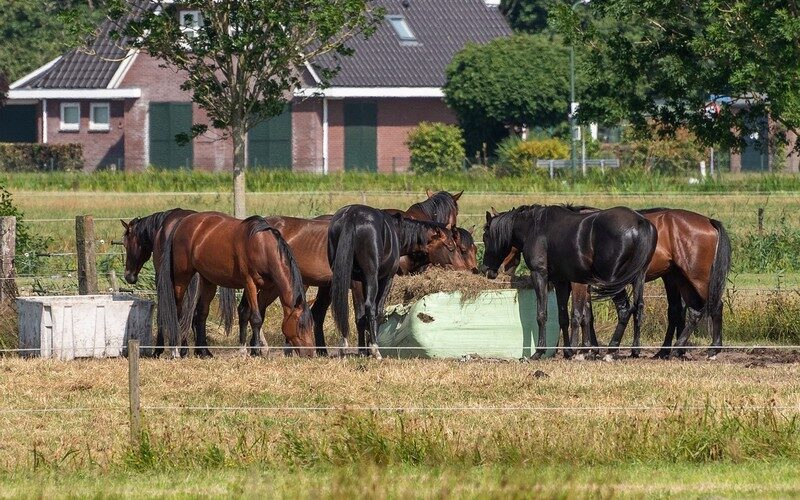 slowfeeder voor paarden