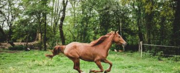 Waarom je paard bokt bij het aanspringen in galop
